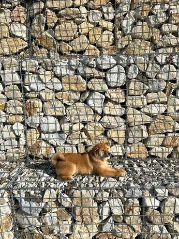 sarplaninac stene cena: Shiba inu povoljno Zensko stene shiba inu, starosti 4 meseca, ima