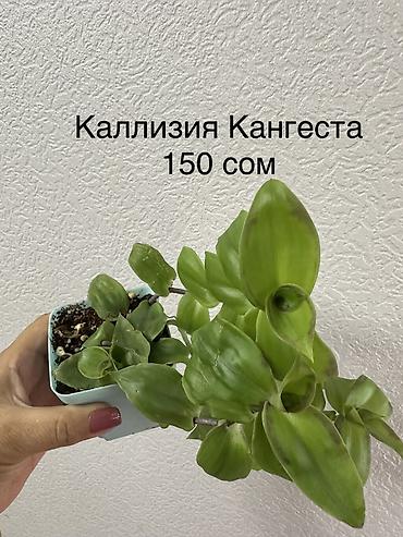 Китайская роза (Гибискус): Укорененные черенки/отростки. Адрес 8 мкр — 10