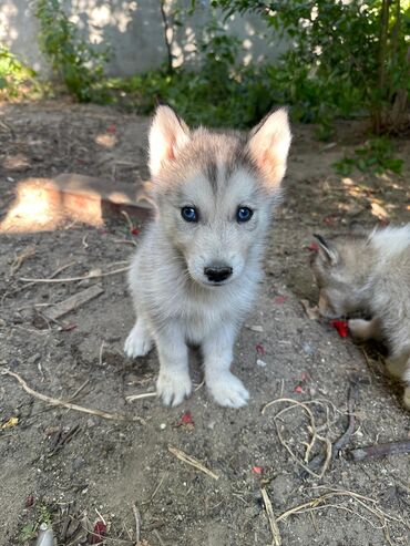 İtlər: Xaski, 2 ay, Dişi, Ünvandan götürmə lalafo.az -da İtlər: Xaski, 2 ay, Dişi, Ünvandan götürmə