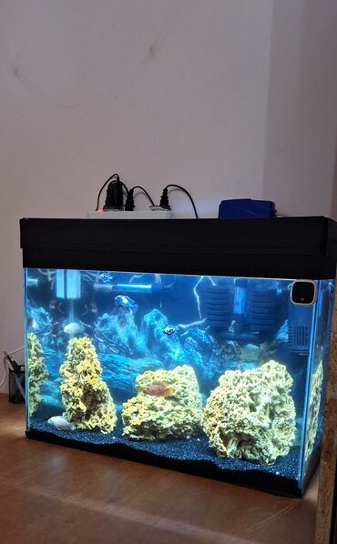 akvarium baliqlari haqqinda melumat: Dördbucaq akvarium, Balıqlarla birlikdə, 70 l, Pulsuz çatdırılma