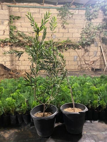 Ağaclar: Dekorativ çöl bitkilərinin satışı və Sifarişlə yetişdirilməsi.Satış -da lalafo.az — 21 Ağaclar: Dekorativ çöl bitkilərinin satışı və Sifarişlə yetişdirilməsi.Satış — 21