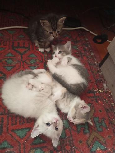 сиамская кошка даром: 2 месяца, Девочка, Приучена к лотку — 4