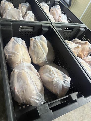 карликовой кури: Продаю куры (халал) . Корм оазис агро . Живой вес 160с за кг, тушками — 1