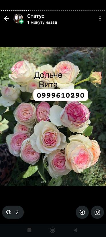 Роза: Саженцы — 33