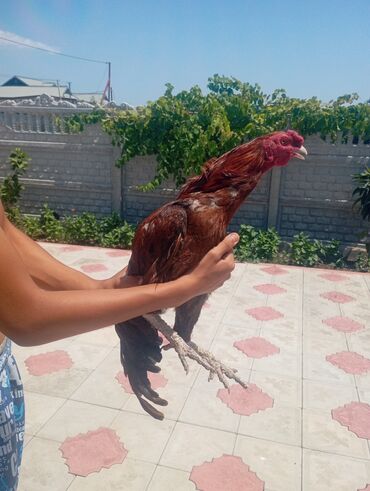 Xoruzlar: Salam her bir kəsə bu xoruz heyrati cinsi das pipk heyvanidi çox əla — 7