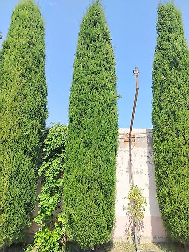 bitki dərmanları satışı: Salam sağlam şam ağaclarının satışı formalı veya sadə qulluglari vaxtı — 1