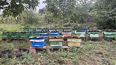 bal arisi satisi: 🐝 Arı ailələri satılır! 29 ədəd arı yeşiyi bir yerdə satılır — 5