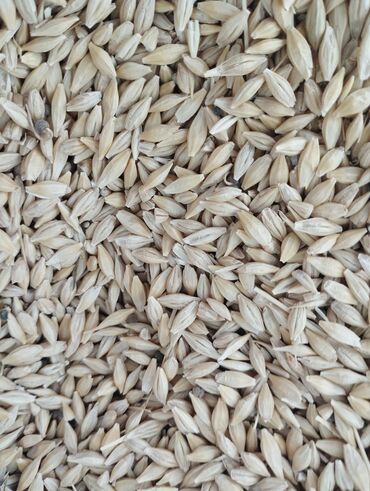 цены на ячмень в кыргызстане: Продаю семена ячмень сорт Владлен местный засухоустойчив урожай 2022