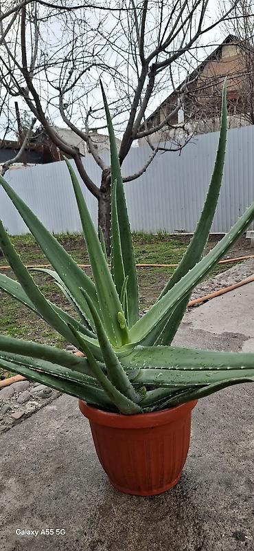 Алоэ: Алое вера 8 летнее сейчас уже отцвел. и срезал ствол — 8