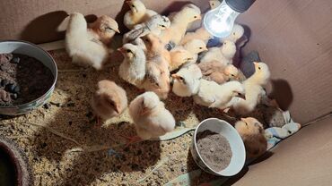голуби птица: Продаю домашних цыплят недельные 
живу в токмаке 
23 штуки