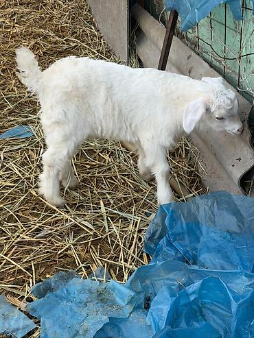 Козы, козлы: Продаю | Козлёнок | Для разведения — 21