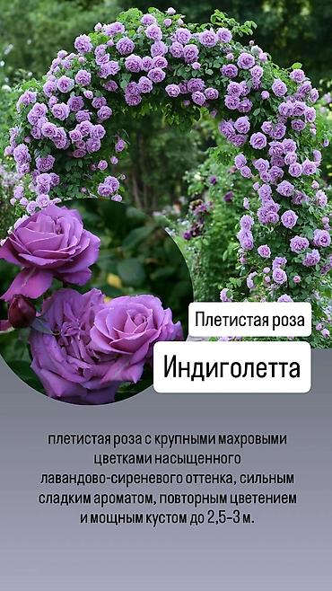 сколько стоит 101 роза в кыргызстане: Саженцы Платная доставка — 2