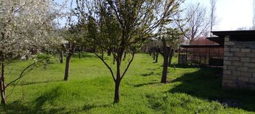 Həyət evləri və villaların satışı: Goranboy r-nu Nizami kəndi ( Gəncədən 15 km) 3 otaqlı ev ( böyük otağı -da lalafo.az — 7 Həyət evləri və villaların satışı: Goranboy r-nu Nizami kəndi ( Gəncədən 15 km) 3 otaqlı ev ( böyük otağı — 7