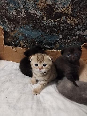 Pişiklər: Britan, Erkək, Dişi, Yaxşı əllərə, Ünvandan götürmə, Pulsuz çatdırılma, Ödənişli çatdırılma — 6