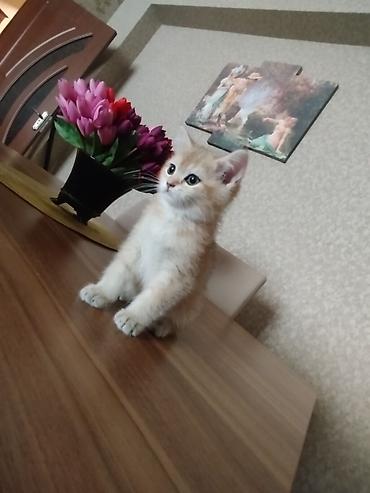 cins atlar: Qızılı rəngli bala pişik - Cins: ev pişiyi (qızılı/krem rəng çaları) — 1
