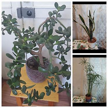 комнатный цветы: Комнатные растения в горшках: 1) Сансевиерия (Sansevieria — 1
