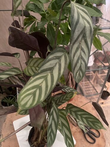 Другие услуги: Продаю цветы😍 Очень много разных 🪴🎋🍃🌱 Антуриумы Спатифиллум Алоказия — 7