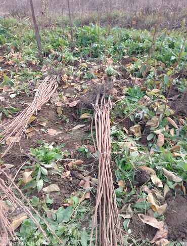 Şitillər: Tinglərimiz satışdadır sağlam tinglər bizdədir sifariş sizden pulsuz — 11