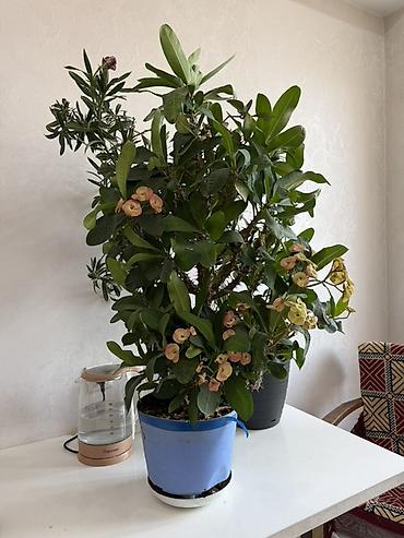 молочай миля: Эуфорбия миля (Euphorbia milii, «Корона Христа») — крупный комнатный — 1