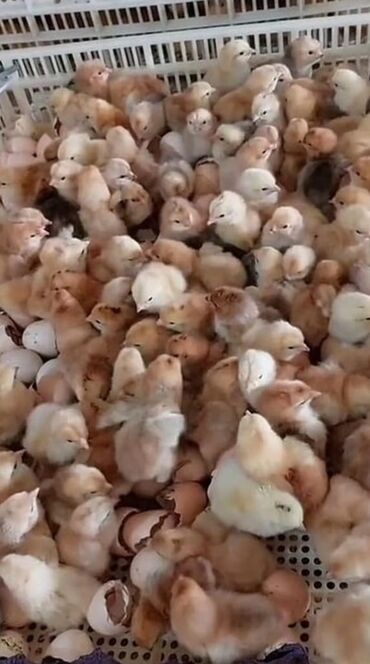 котенок в добрые руки: Lider55 cucelerimiz var butun rayonlara catdirma pulsuzdur kim isdese