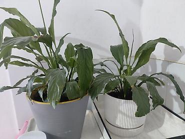 Спатифиллум (Spathiphyllum), комнатные растения в декоративных кашпо