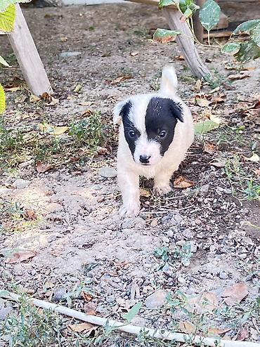 собака люся: Кучукторго уй керек🐶Бишкек новопавловка — 3