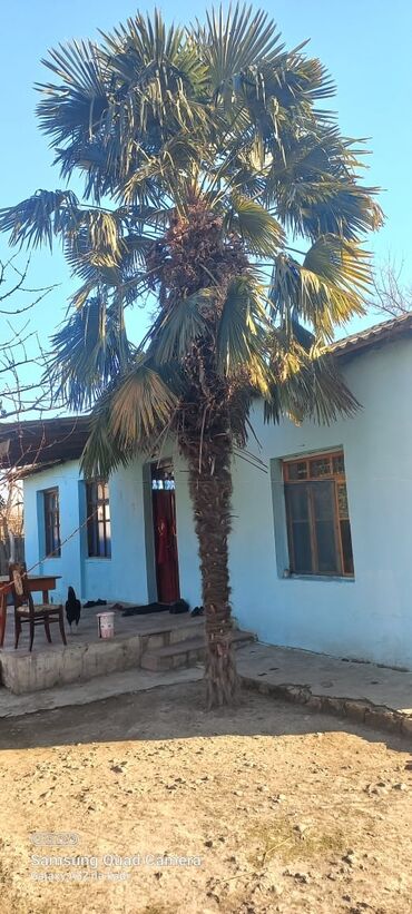 püste ağacı in Azərbaycan | PALMA: Palma agaci 15 illik 5metrden cox