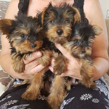 Yorkshire Terrier Puppy For adoption 11 Weeks old READY TO LEAVE, Vet