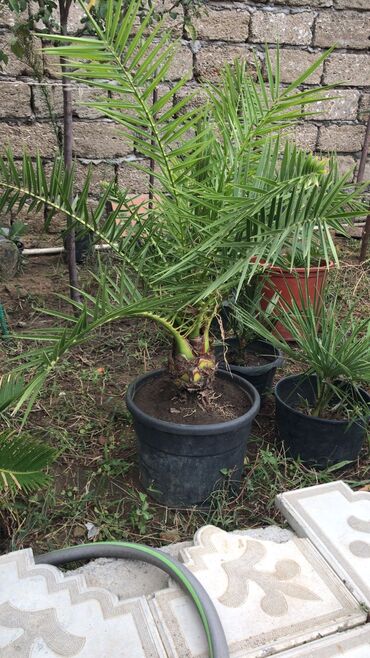 Gübrələr: Ərəb xurması 4 ədədi qab malıdıdı 4ü birlikdə 600e - Növ: xurma palmı