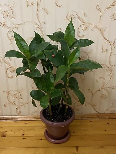 Bitkilər: Dracaena fragrans (Corn Plant) – otaq bitkisi, qəhvəyi plastik — 1