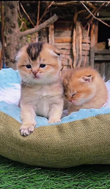 Продажа кошек: Шотландские котята от красивой пары. Предлагаем для бронирования — 2