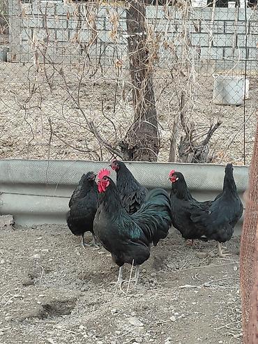 Другие с/х животные: Продаю куры, петух, индоутки Беловодске — 9