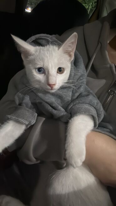 отдам кота я его боюсь: Као-мани, 2 айлык, Эркек, Ак, Бычылган, Лотокко барууга үйрөтүлгөн, Курттардан тазаланган
