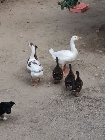 Ördəklər: Məhsul: Ev quşları – ördəklər (qrup halında) Təsvir: - Şəkillərdə — 12