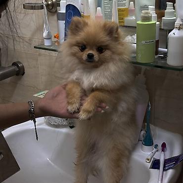 Продажа собак: Шпиц, 7 месяцев, Самка, С прививкой — 7