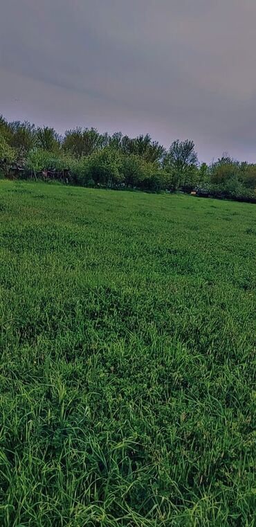 Kirayə torpaq sahələri: 10 sot Kənd təsərrüfatı, Qaz, Su, İşıq — 2