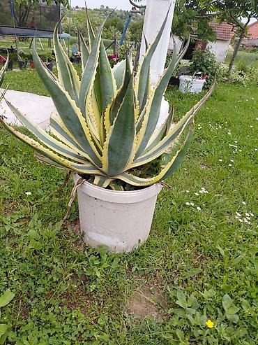 ljubicaste stvari: Agava americana ‘Variegata’ u saksiji - Velika, dekorativna agava sa — 2