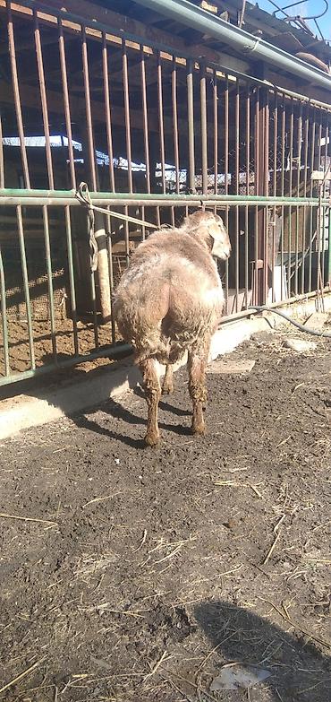 Баран, овца: Продаю | Баран (самец) | Для разведения | Племенные at lalafo.kg — 8 Баран, овца: Продаю | Баран (самец) | Для разведения | Племенные — 8