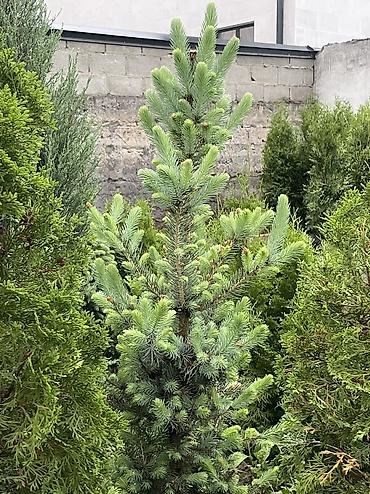 Ель: Продаются голубые/зеленые/тянь-шанские ели 🌲 Выращиваем сами, со всей — 4