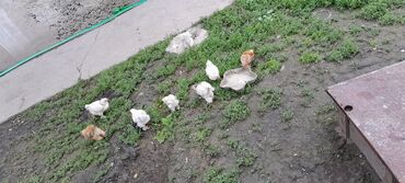 курица цыплятами: Сатам | Балапандар | Брама