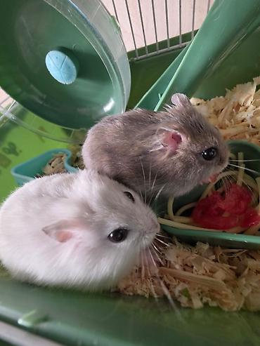 qara toyuq sortu: İki ədəd hamster satlr .Biri ağ,biri boz.Ustundə ikimərtəbəli — 4