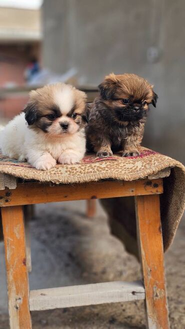 İtlər: Pekines, 2 ay, Erkek — 13