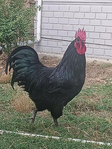 domuz: Xoruz, il: 1, Ünvandan götürmə — 2