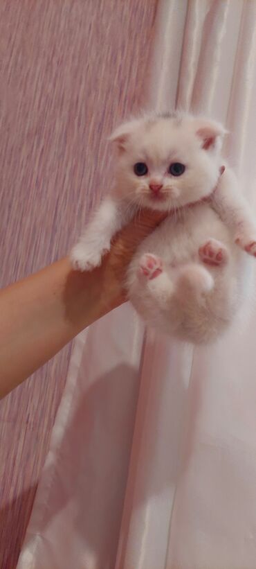 ineklerin satisi: Шотландская, Самец, Бесплатная доставка