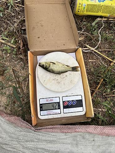 Балыктар: Малёк чистый карп для зарыбления в водоём От 40грам до 100 грам — 8