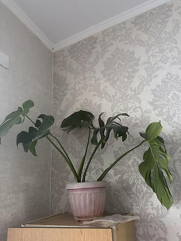 Монстера делициоза (Monstera deliciosa) в пластиковом горшке. -