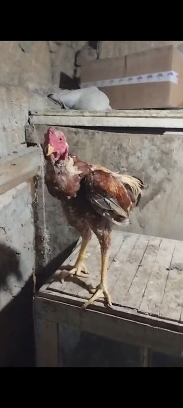 coban iti satiram: Salam aşağı yeridə var