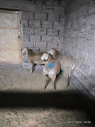 Баран, овца: Продаю | Овца (самка), Ягненок | Арашан | Для разведения | Ярка — 1