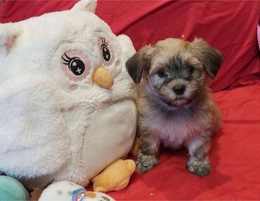 Psi: Na prodaju 5 prelepih dečaka havanskog bišona, stari 3 meseca. Od — 5