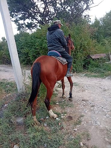 эркек ит алабай: Сатам | Бээ (ургаачы) | Аргын | Жумушка — 1